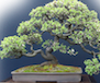 Bonsai Tree's Avatar